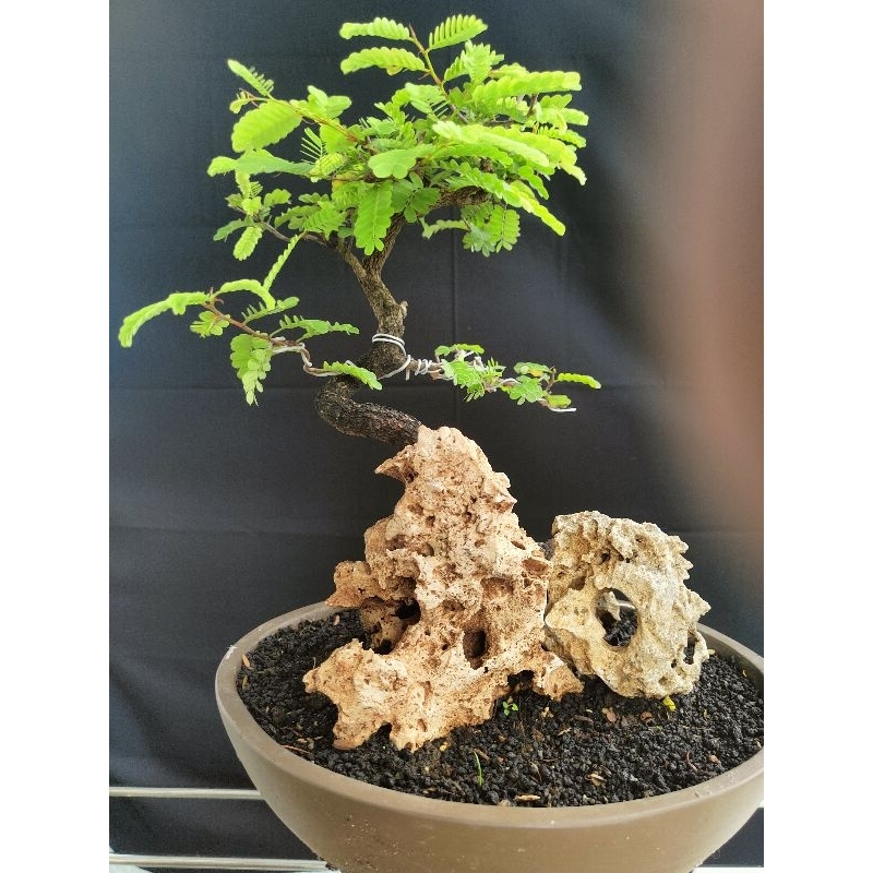 Bonsai Asem on the rock