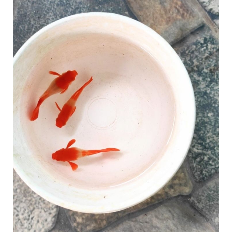 

HIASAN AQUARIUM Albino Koi Red Ear
