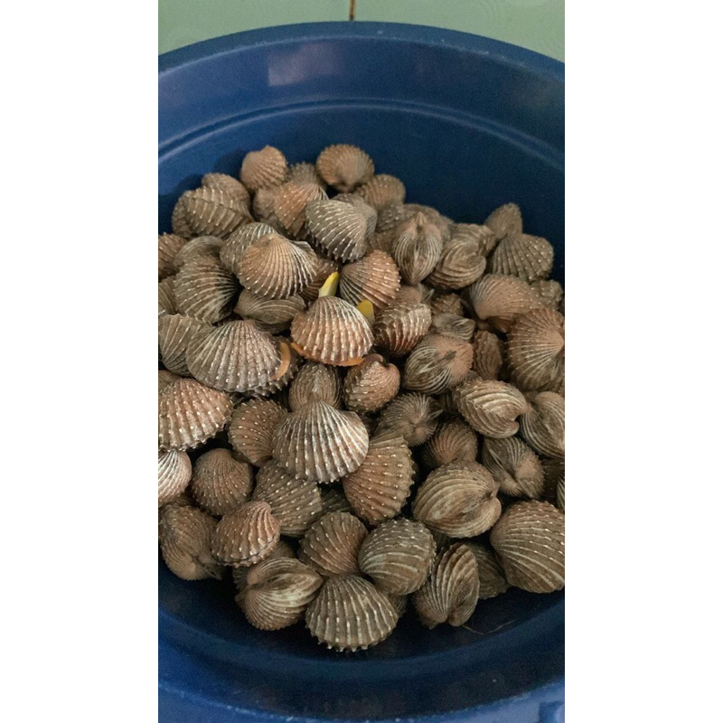 

KERANG DARA 500gram/1kg