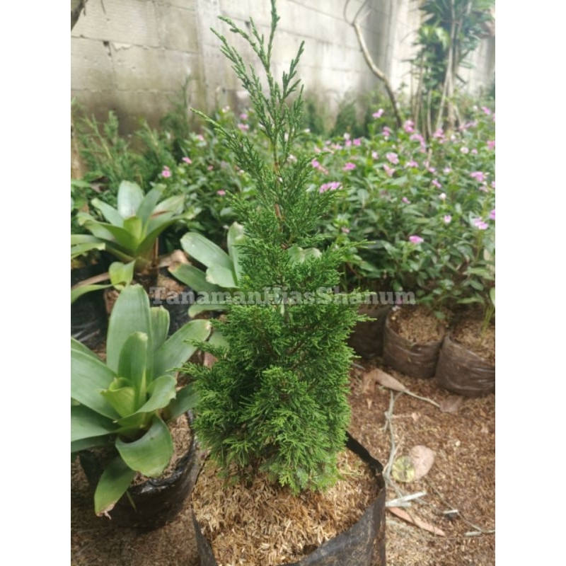 Promo COD tanaman hias Cemara lilin sargenti - Cemara lilin - pohon Cemara natal - bibit pohon Cemar