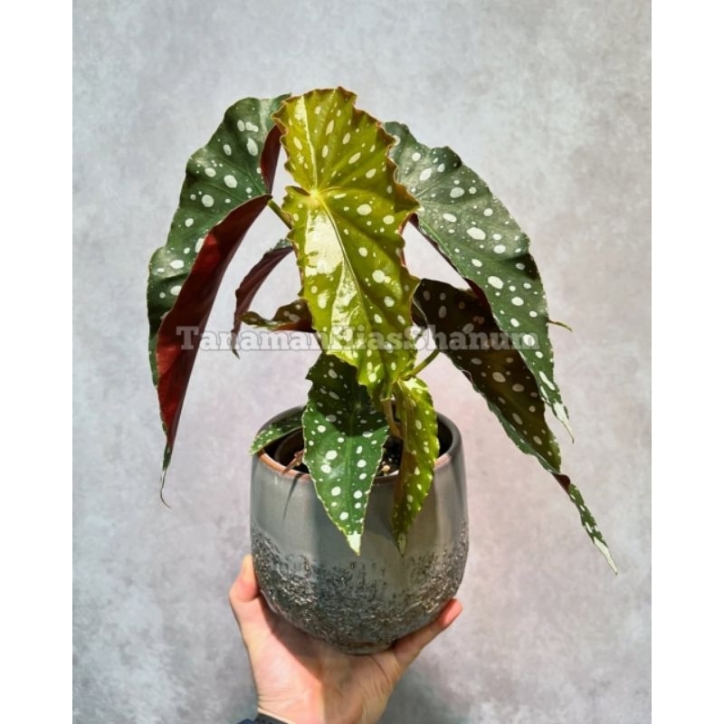 promo MURAH tanaman hias begonia polkadot - tanaman hias begonia maculata - begonia - tanaman begoni
