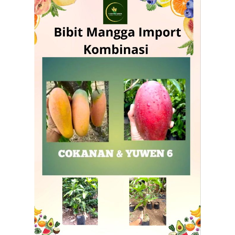 Bibit Mangga Import Kombinasi Cokanan & Yuwen 6