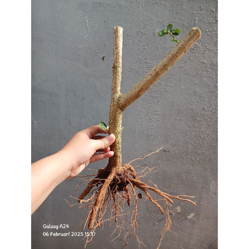 Bahan bonsai sancang mame prokar akar keliling