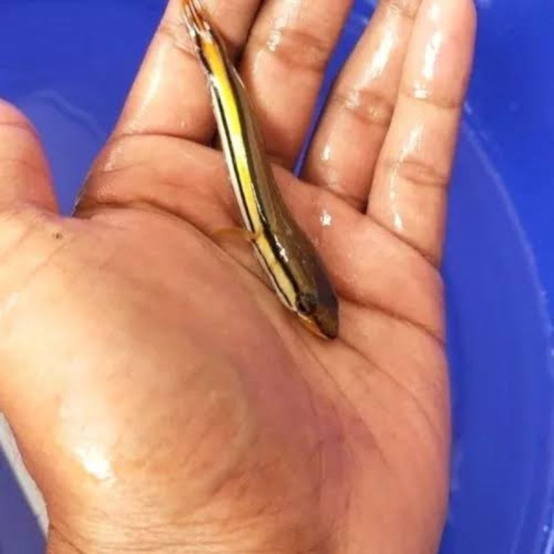 garansi toman hijau 8cm up