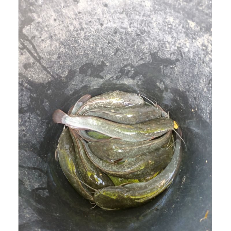 

Lele Konsumsi hidup/1kg