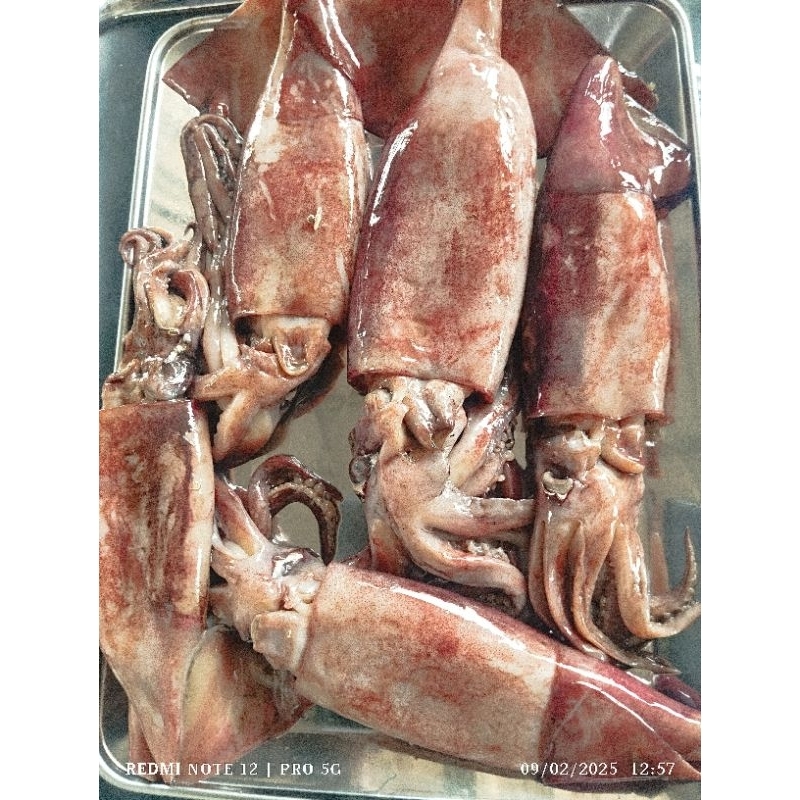 

Cumi sotong segar plbhnratu jual per 1kg