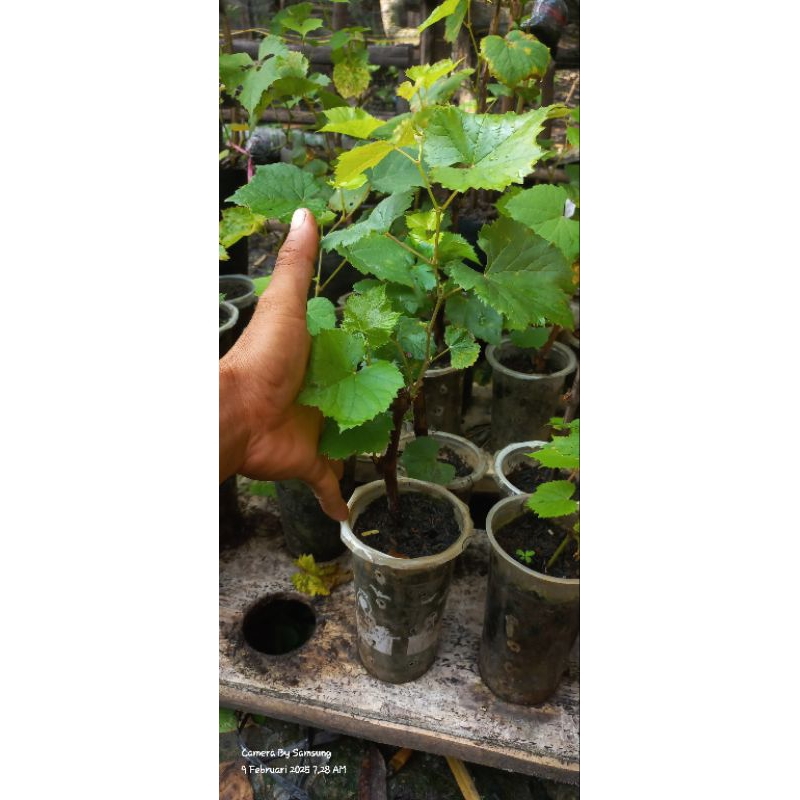 Bibit Anggur Jupiter ownroot