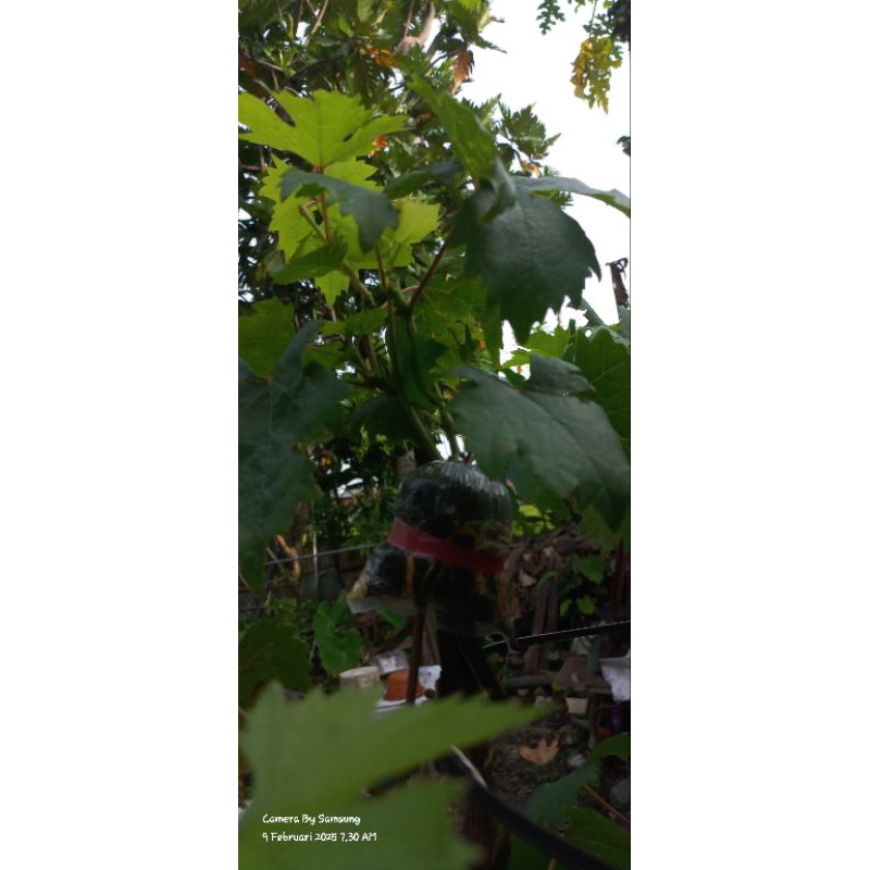 

Fresh cangkok anggur import