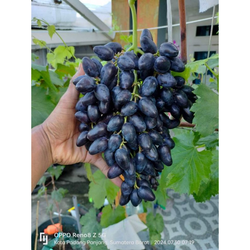 bibit anggur AKADEMIK RS SO4