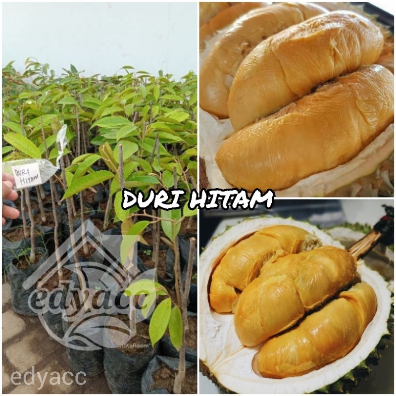 Bibit durian duri hitam / durian oche / black thorn