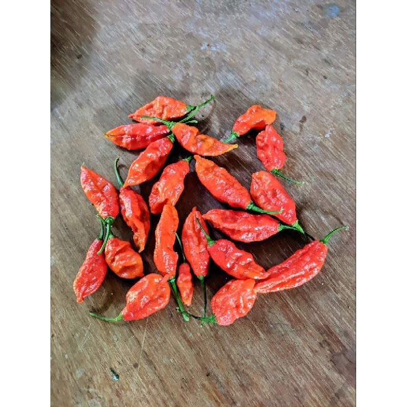 

BUAH Cabai Setan SEGAR FRESH, Bhut Jolokia, Ghost Pepper, cabai india terpedas di dunia tahun 2006