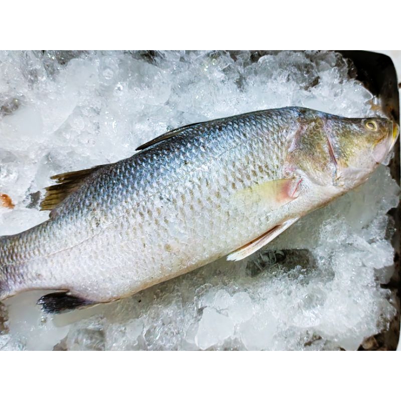 

Kakap putih potong / kepala / ekor / badan / harga per 100gr