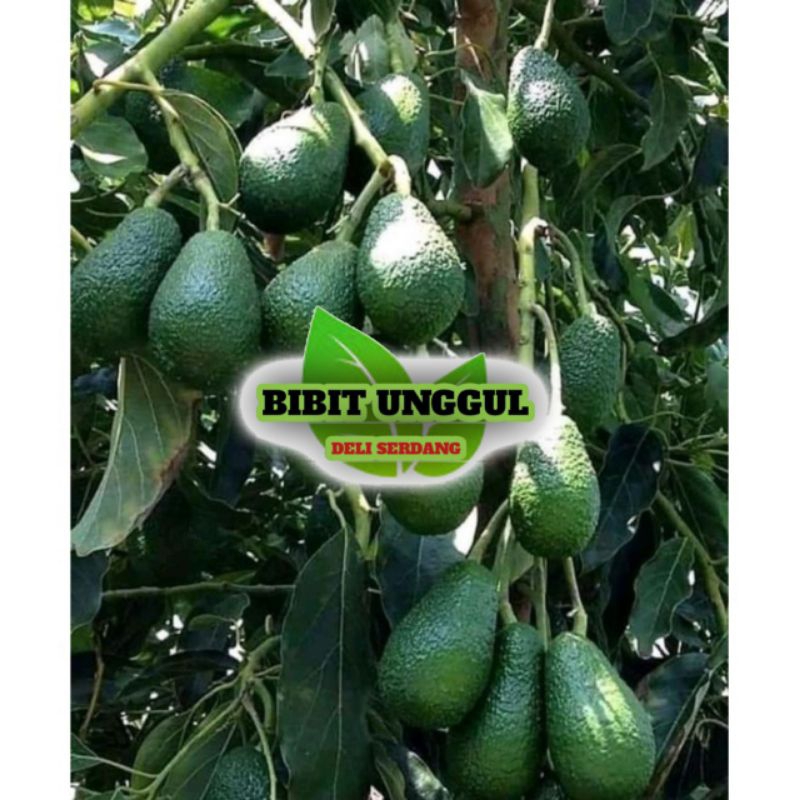 Bibit Alpukat Jenis Hass Super Okulasi
