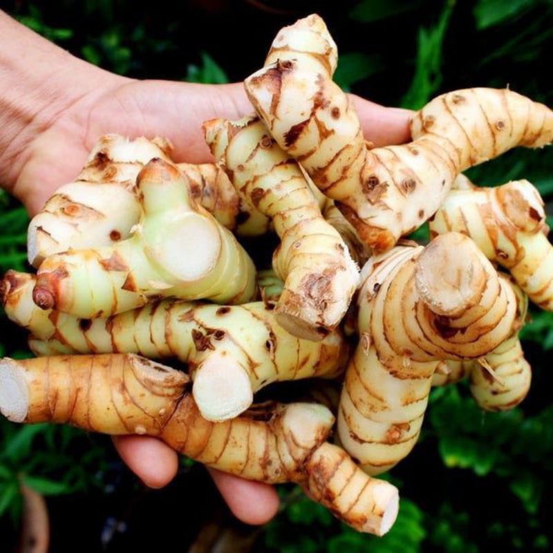 

LENGKUAS/LAOS SEGAR (250gr)