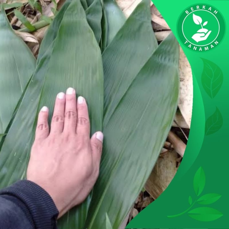 

Daun Bambu Bakcang isi 100 daun