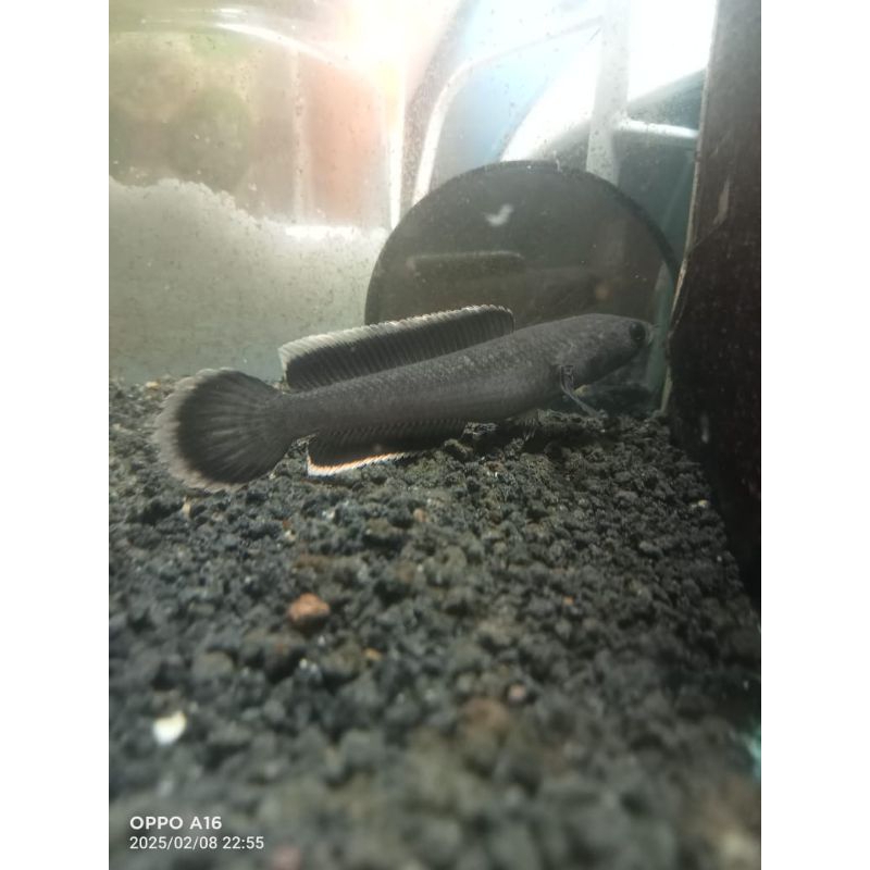 limbata wc ori 7-8cm rim putih