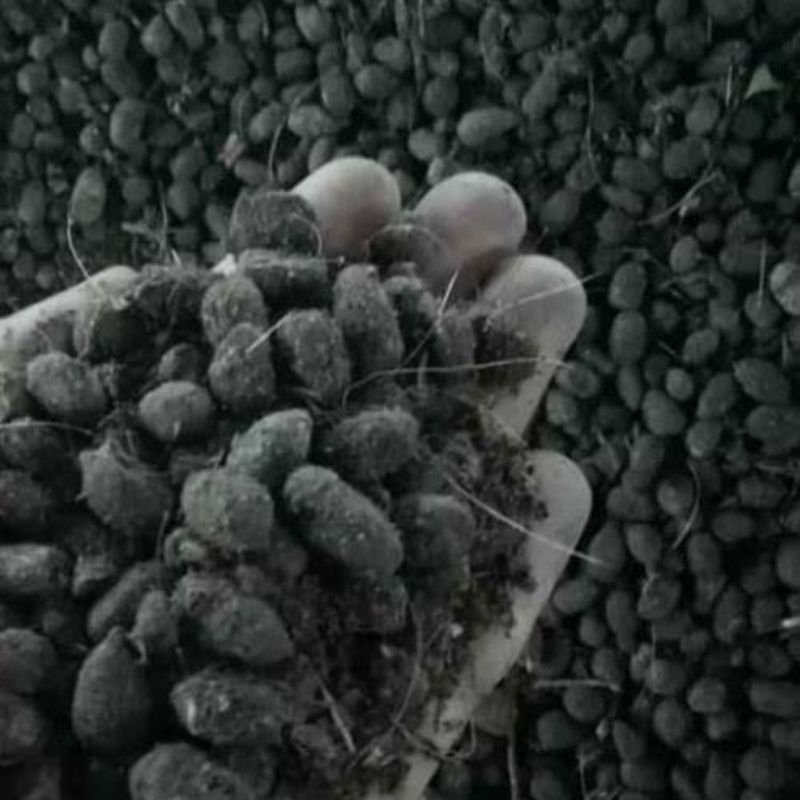 kohe kambing mentah 1kg