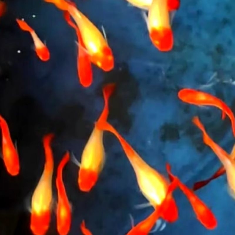 || OBAT IKAN || Guppy Koi Gen red ear