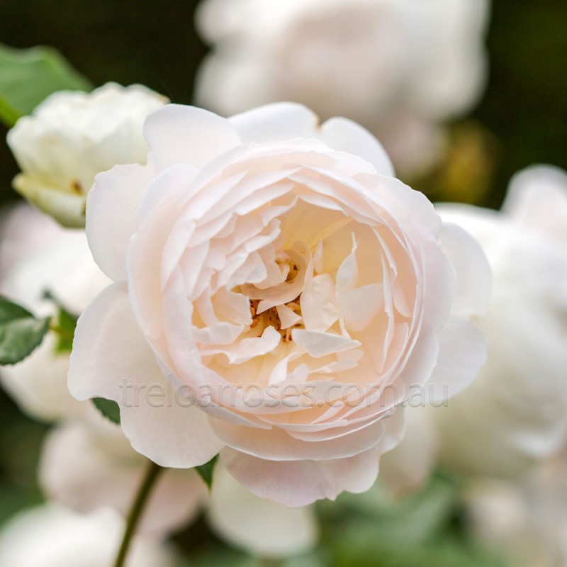 Mawar Import Desdemona - David Austin Rose