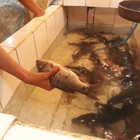 

Ikan Mas&Nila Hidup Fresh