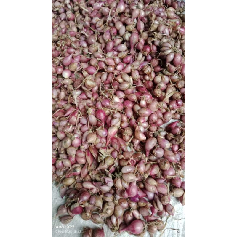 

bawang merah brebes asli 1kg