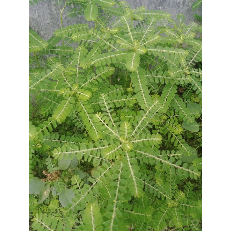 

daun meniran/rumput meniran segar 50g