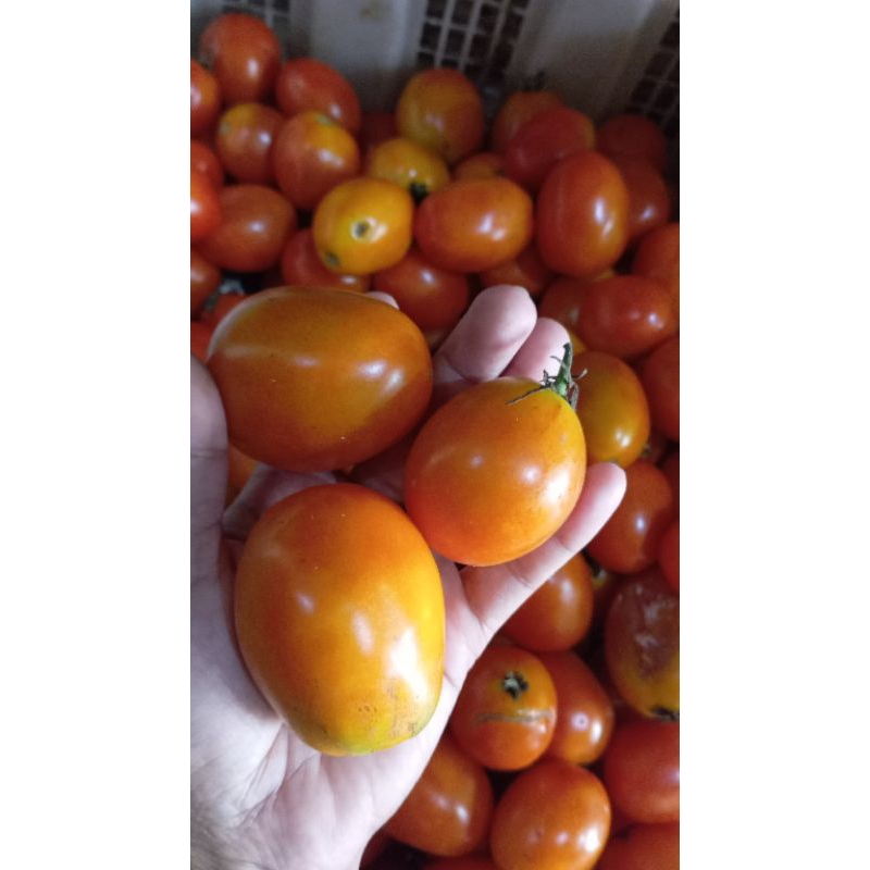 

tomat segar 100gr