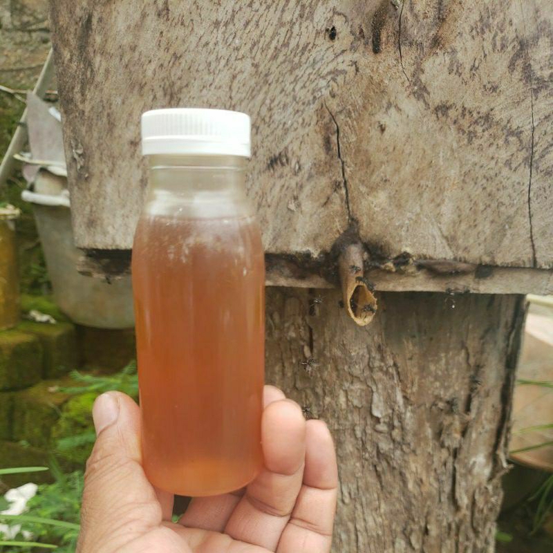 

madu klanceng lebah itama
