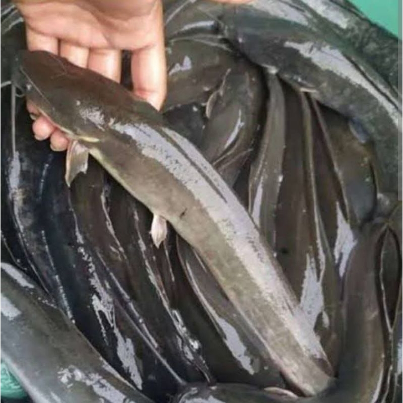 

ikan lele fresh segar di bersihkan potong atau kirim hidup