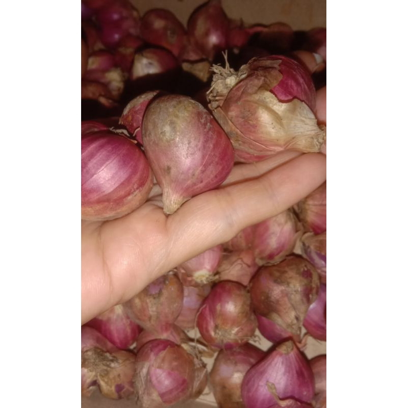 

Bawang merah/ bumbu dapur/bawang merah murah/