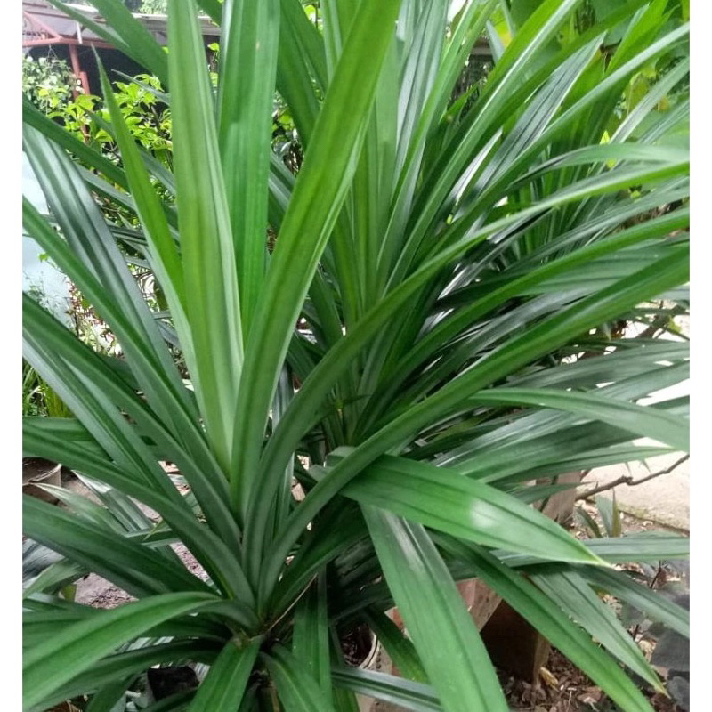 

Daun Pandan Segar Fresh 1 Iket (10-15 Lembar Daun) Dipetik Saat Ada Pesanan Masuk