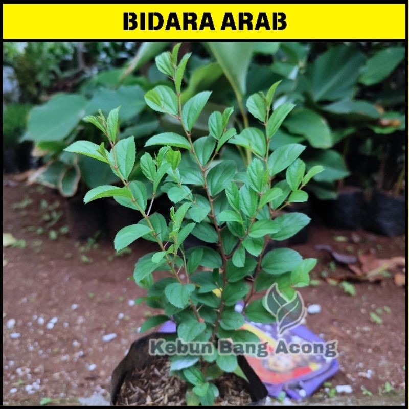 ( BISA COD ) Tanaman Bidara Arab Asli Tinggi 35-45cm Pohon Bidara Arab Rimbun Tanaman Bidara Arab  T