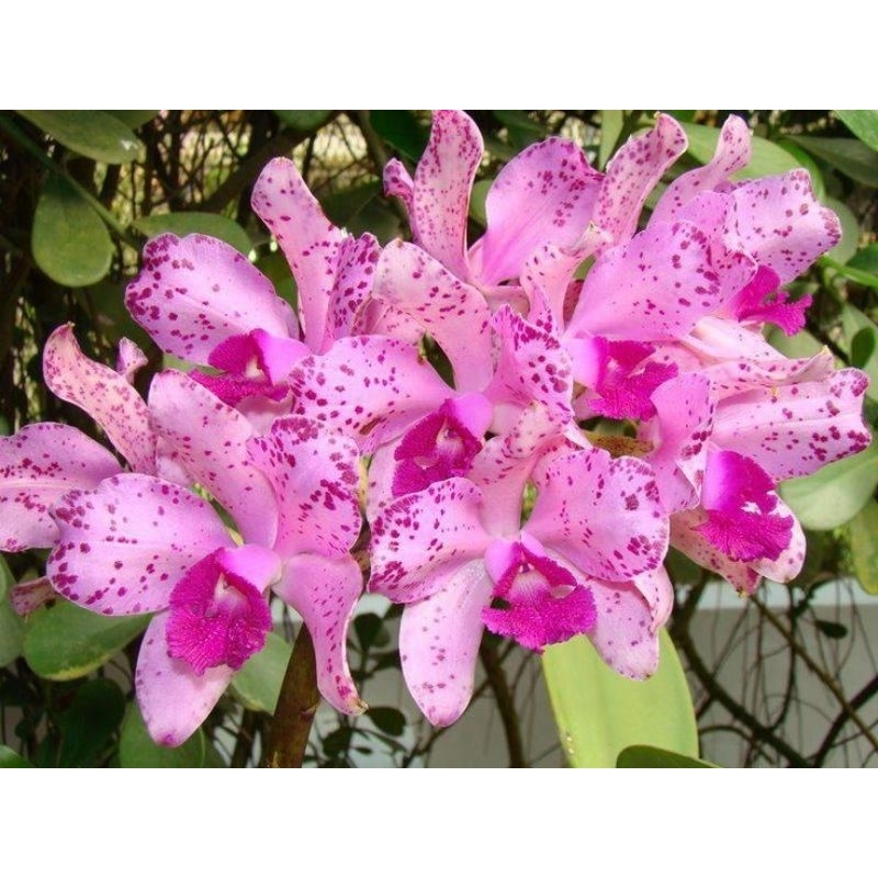 Bunga Anggrek Catleya seedling ( ID. Amethystoglosa )