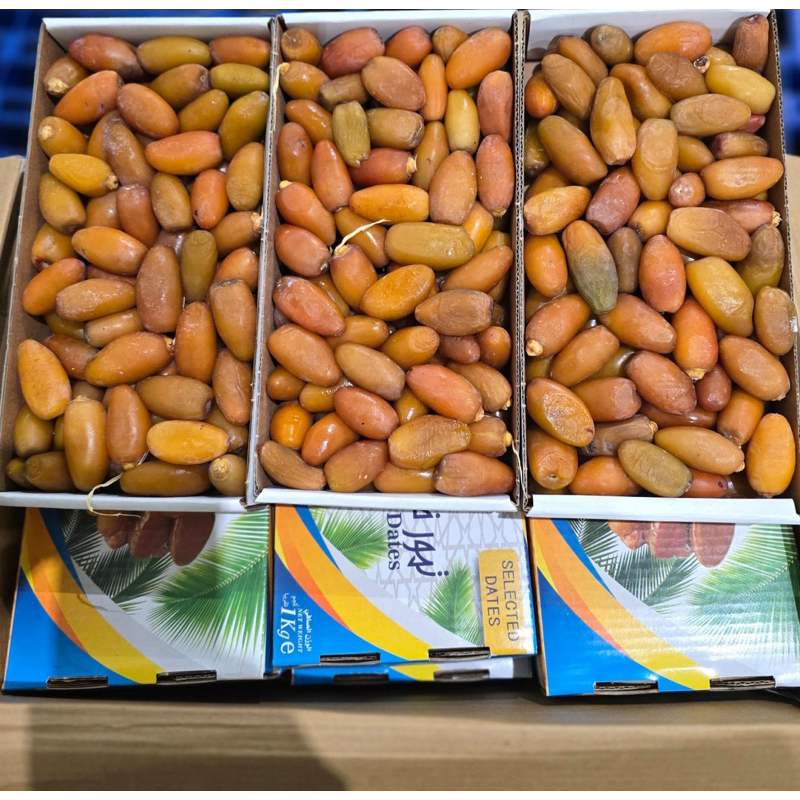 

KURMA MUDA RUTHOB LIBYA SURABAYA SIDOARJO