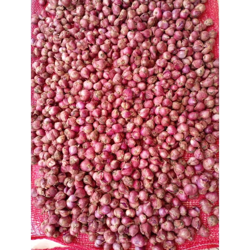 

Bawang Merah segar