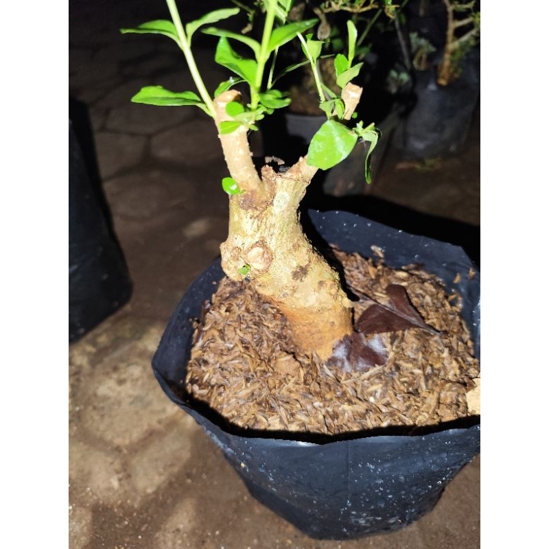 bahan bonsai bonggol wahong