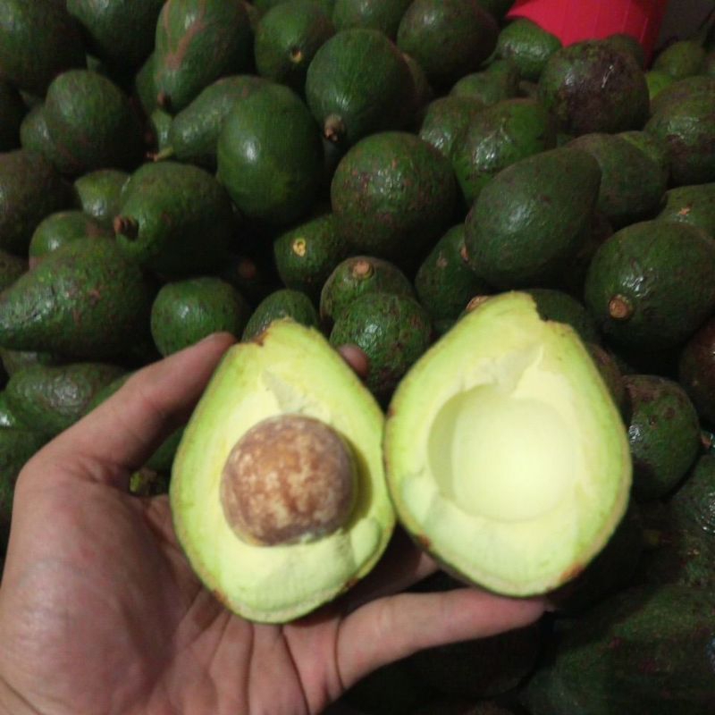 

ALPUKAT MENTEGA / MIKI BERGARANSI 1KG ISI 5-6 BUAH