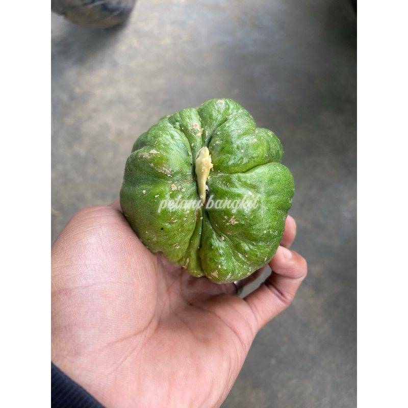 

bibit labu siam anggur siap tanam