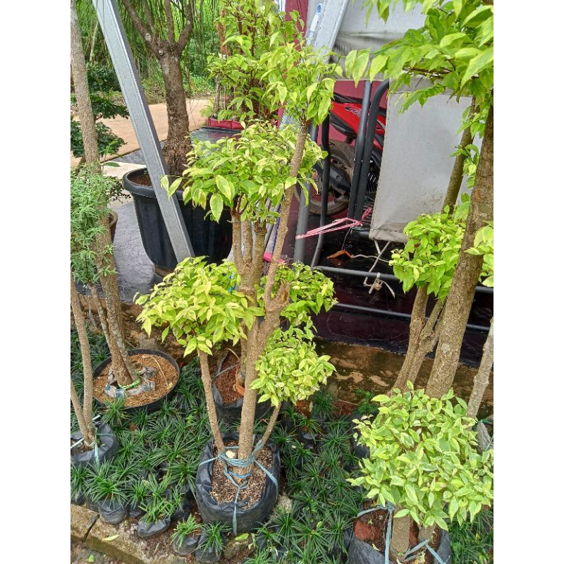 anting Putri batang 4