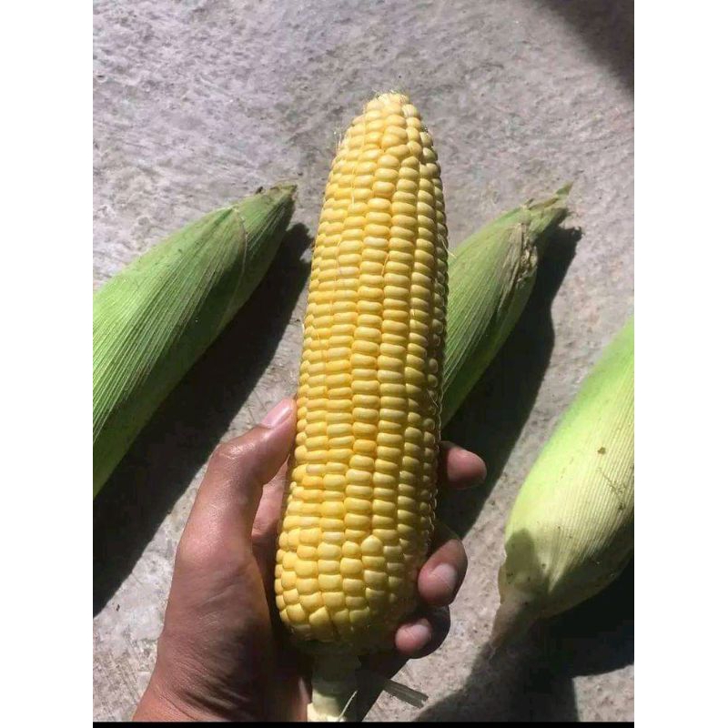 

JAGUNG MANIS 1 KG 5RB JAMIN MANIS LANGUNG DARI PETANI