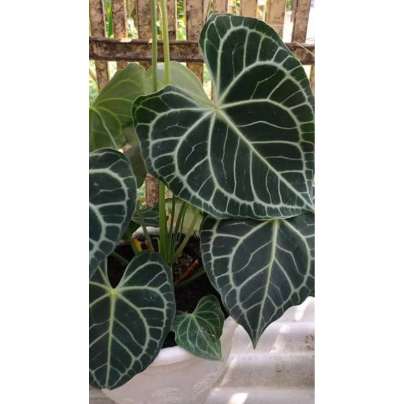 Kuping gajah tarantula