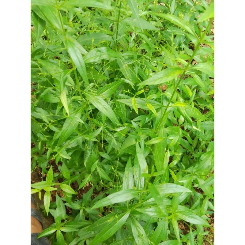 

Daun sambiloto samilata hempada bumi ramuan tradisional,dtail di deskripsi/Nur'falisha oll shopp