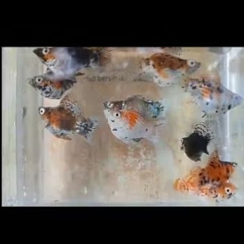 ikan molly balon merpati thailand roundtail