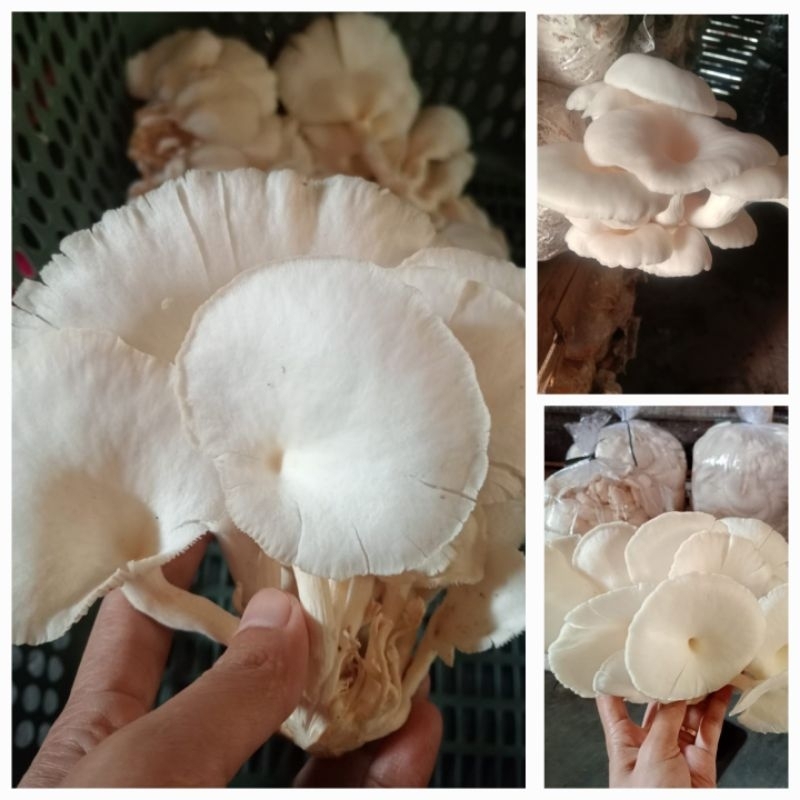 

jamur tiram banten