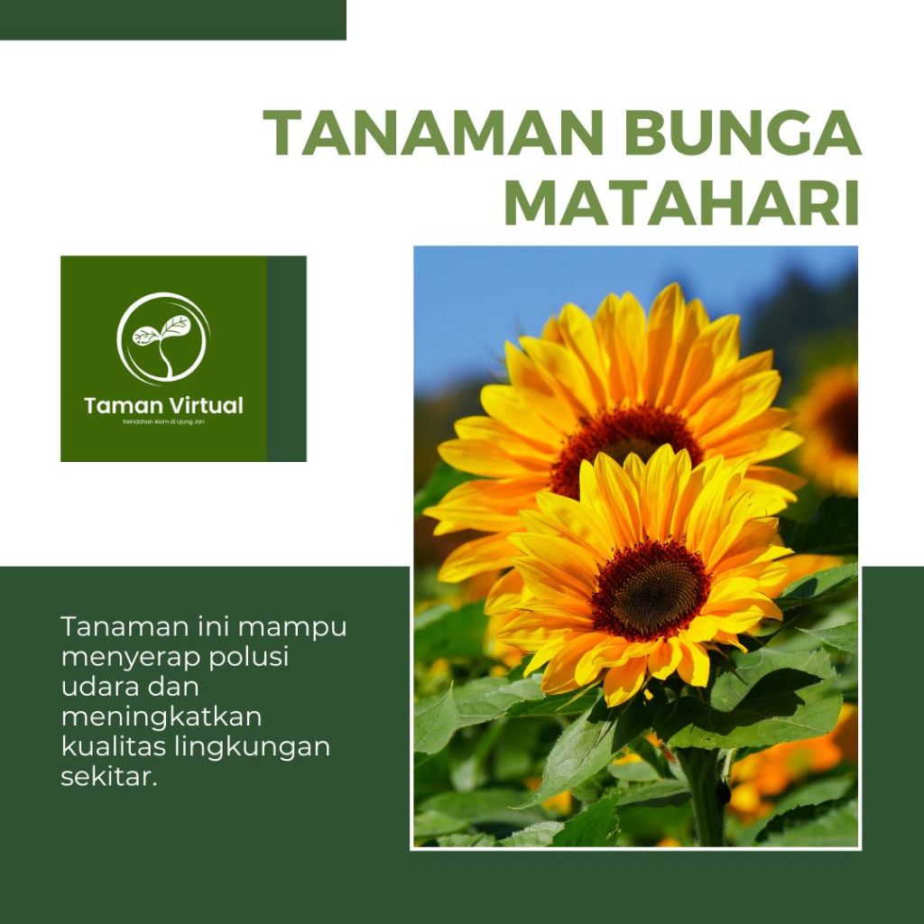 Tanaman Hias Bibit Biji Bunga Matahari