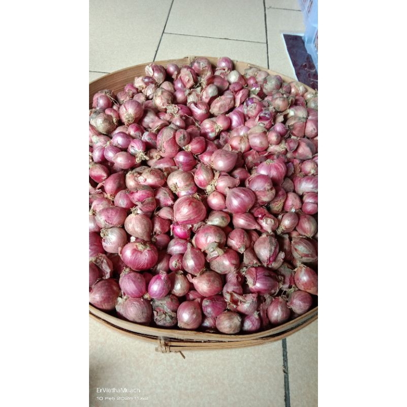 

Bawang merah Probolinggo Besar