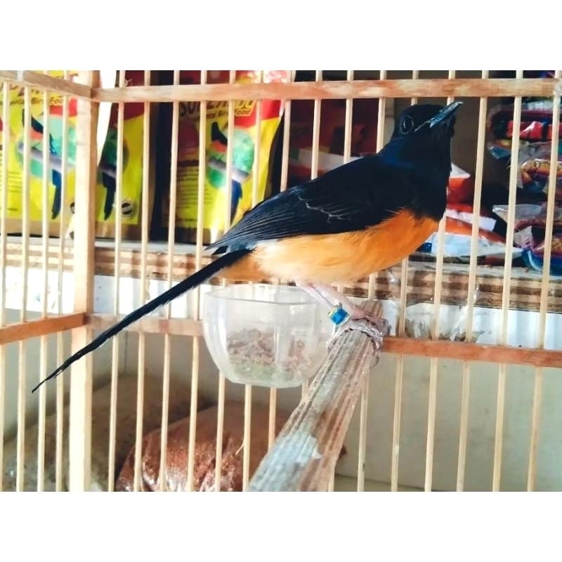 MURAI BETINA SIAPAN (MURAI BATU MEDAN)