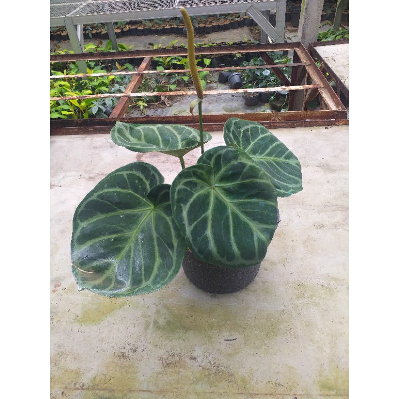anthurium kuping gajah dorayaki indukan