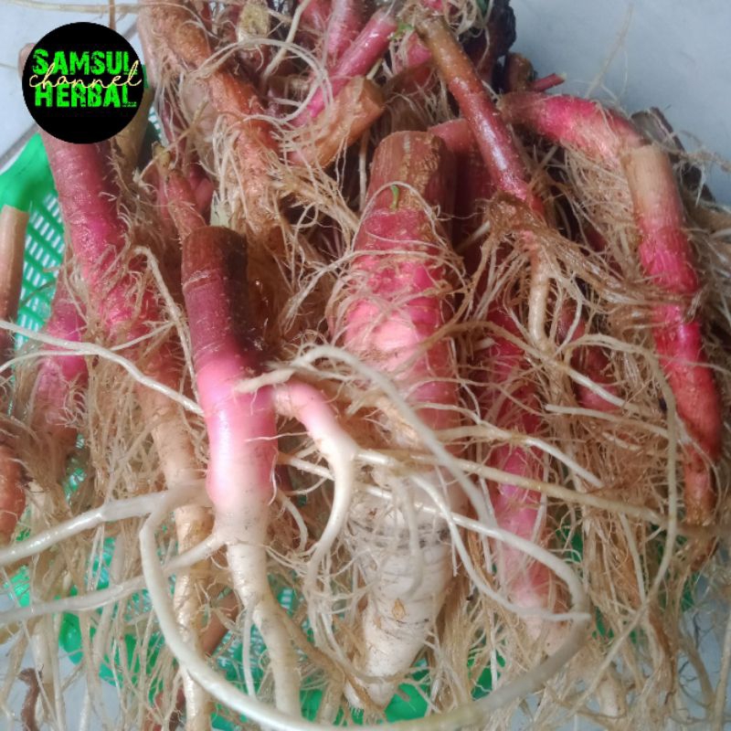 

akar bayam duri merah segar organik 200g/akarnya saja