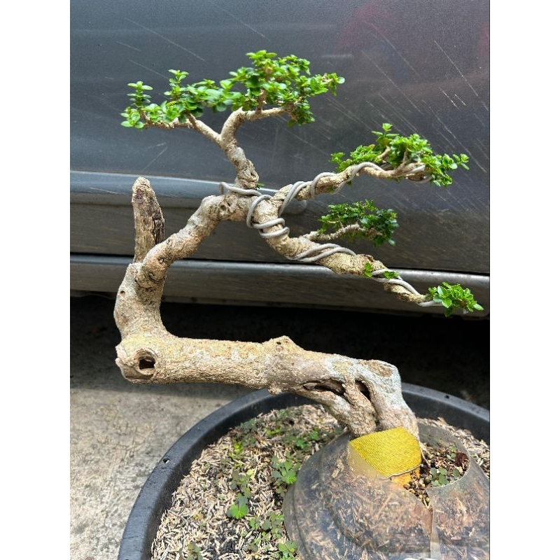 bonsai wacang otr / tanaman bonsai wacang medium
